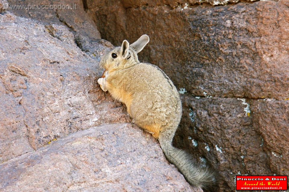 BOLIVIA 2 - Vizcacha de Montana - 3.jpg